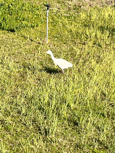 Western Cattle-Egret
