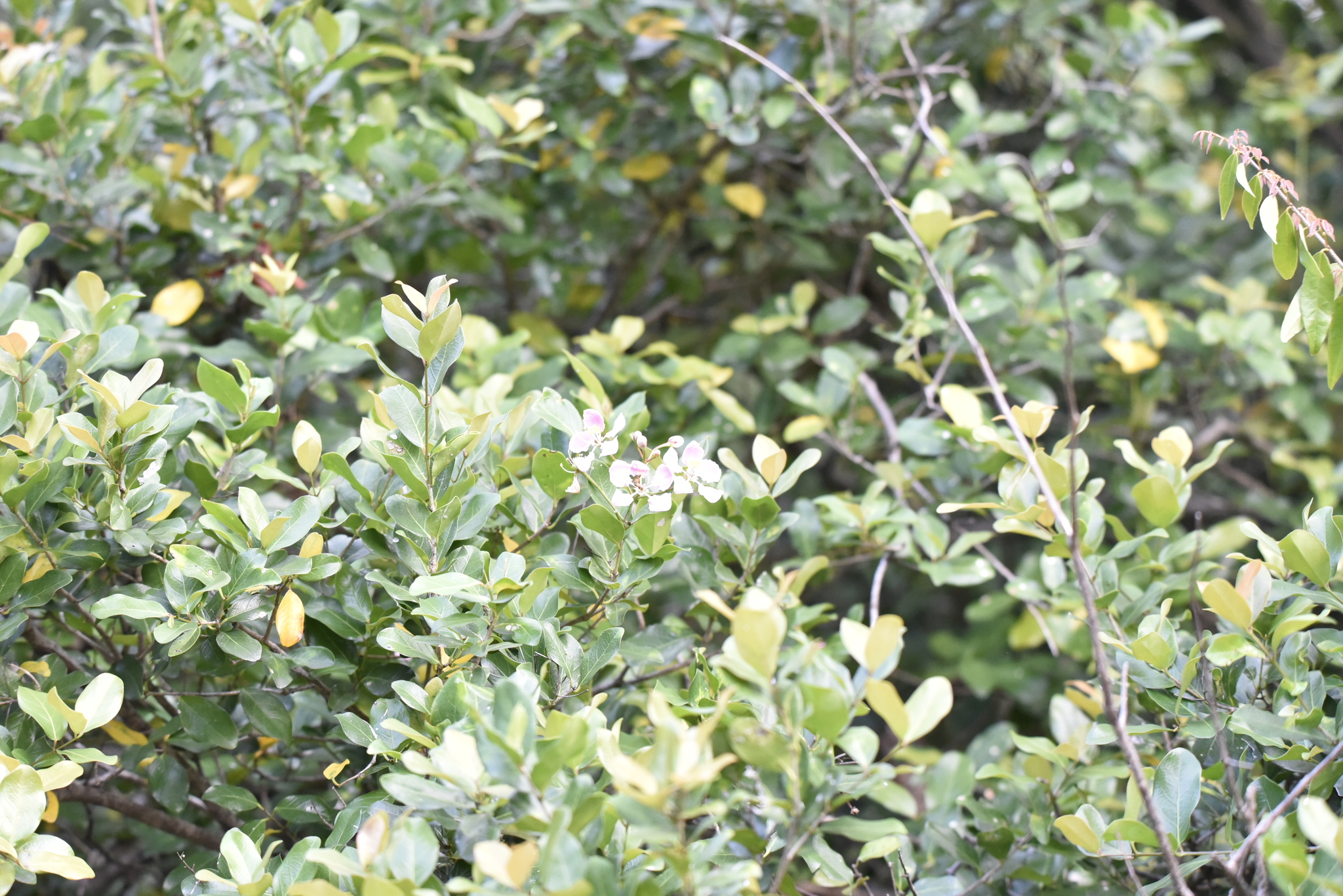 Sim (Rhodomyrtus tomentosa)