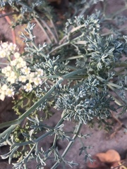 Dasispermum