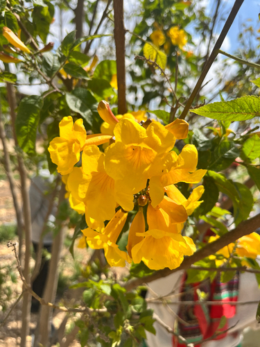 yellow trumpet flower