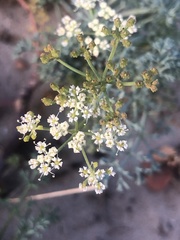 Dasispermum