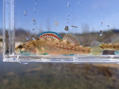 Greenthroat Darter photo 2