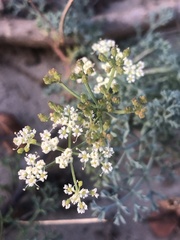 Dasispermum
