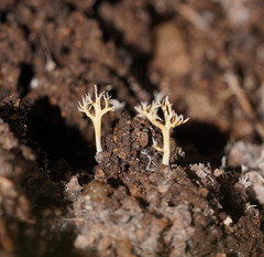 Phaeoclavulina ochracea