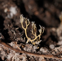 Phaeoclavulina ochracea