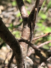 Wikstroemia indica