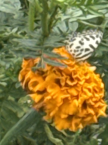 Common Pierrot