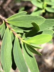 Wikstroemia indica