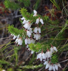 Erica desmantha