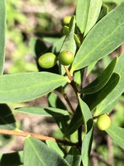 Wikstroemia indica