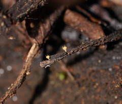 Crocicreas
