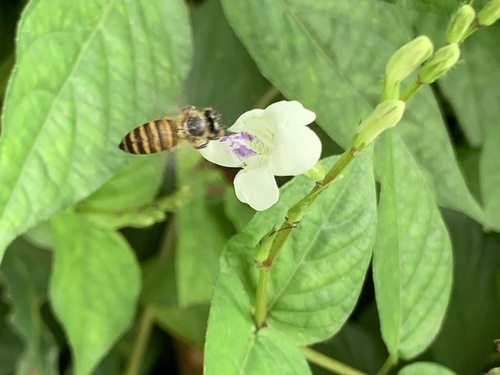 Apis cerana