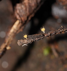 Crocicreas