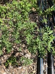 Wikstroemia indica