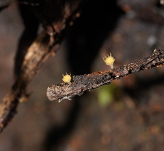 Crocicreas