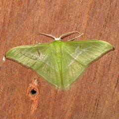 Tachyphyle albisparsa