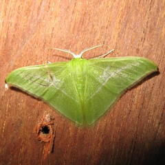 Tachyphyle albisparsa