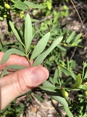 Wikstroemia indica