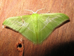 Tachyphyle albisparsa