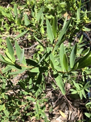 Wikstroemia indica