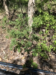 Wikstroemia indica