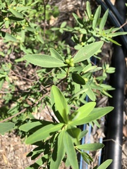 Wikstroemia indica