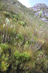 Berzelia rubra