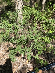 Wikstroemia indica