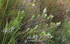 Berzelia rubra