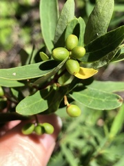 Wikstroemia indica