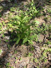 Pterocaulon serrulatum