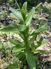 Pterocaulon serrulatum