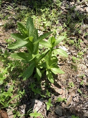 Pterocaulon serrulatum