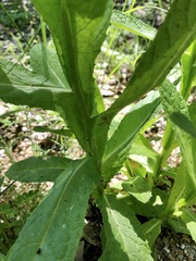 Pterocaulon serrulatum