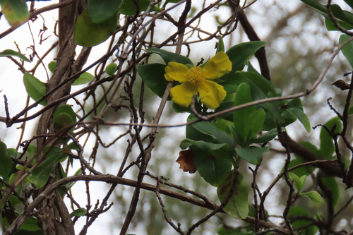 Climbing Guinea flower (Hibbertia scandens)