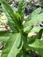 Pterocaulon serrulatum