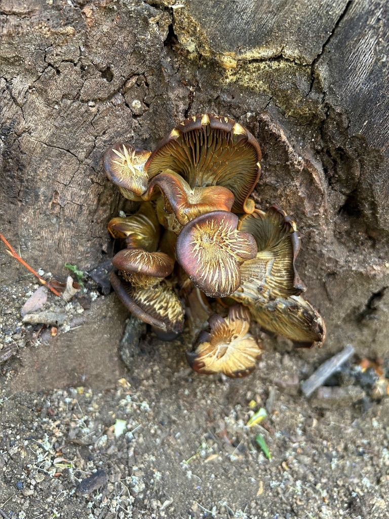 Omphalotus olivascens · March 2026 · photo: © groqque (iNaturalist, cc-by)