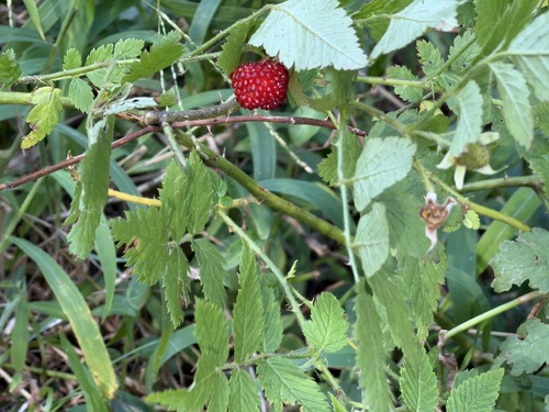 Rubus rosifolius observed 2026-03-25