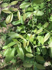 Canarium australianum