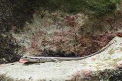 Emoia atrocostata