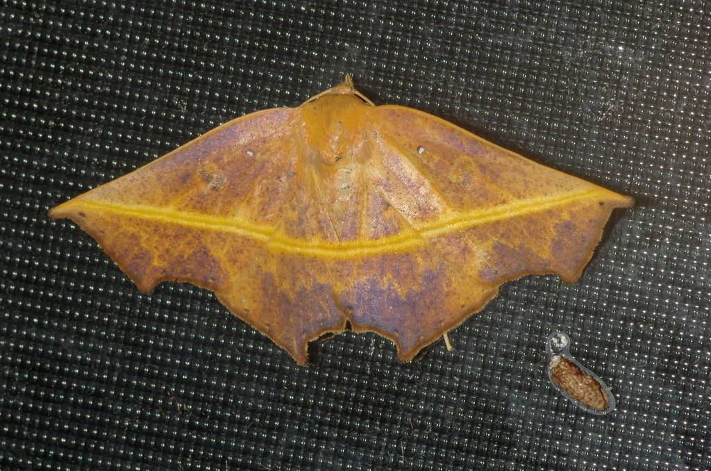 Episparis xanthographa