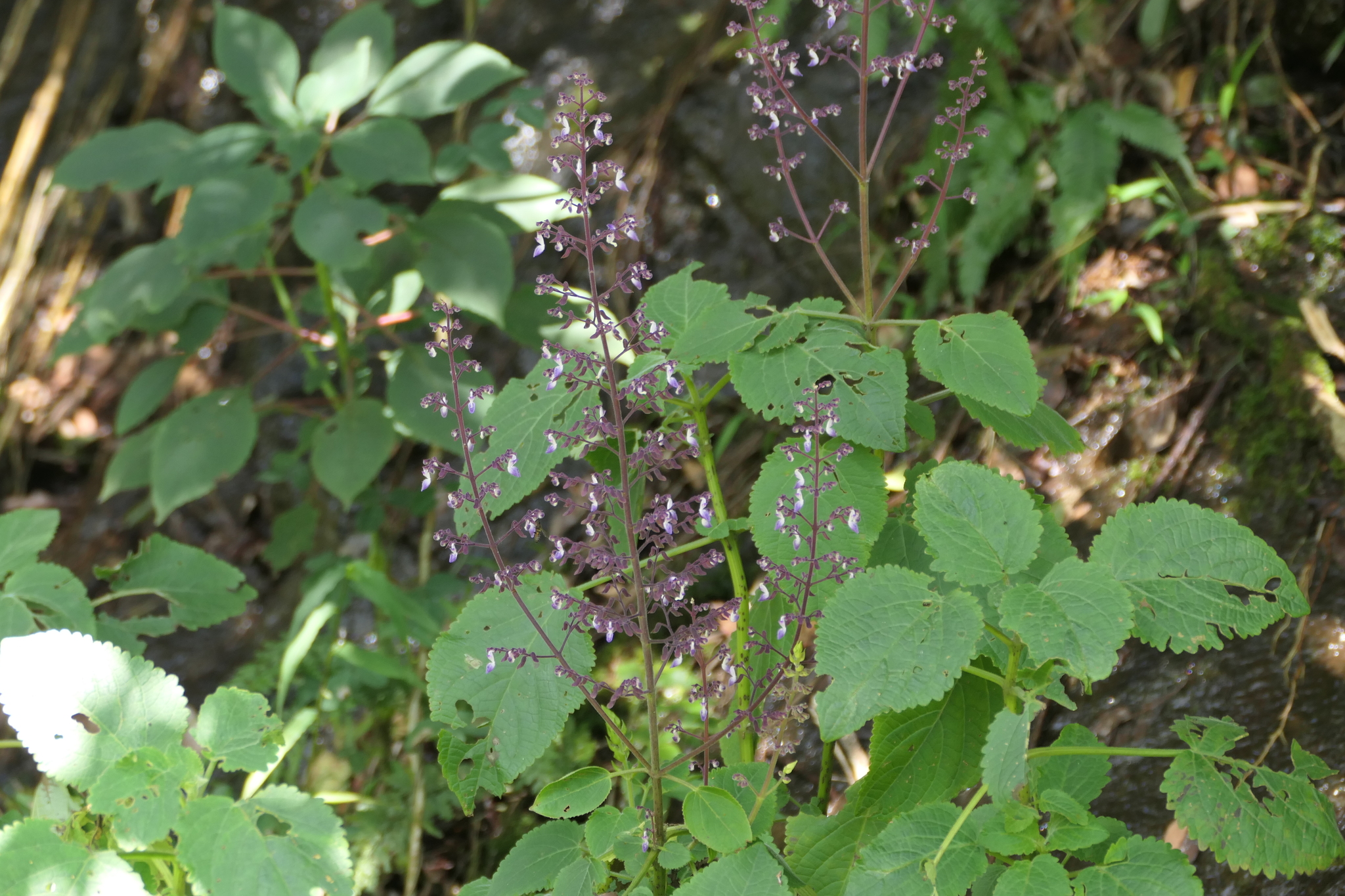 Solenostemon paniculatus (Benth.) Guillaumet & A.Cornet 2