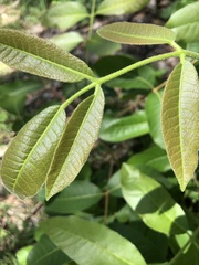 Canarium australianum