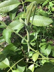 Canarium australianum