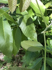 Canarium australianum