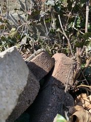 Podarcis muralis maculiventris