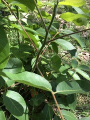 Canarium australianum