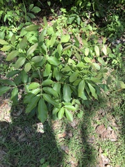 Canarium australianum