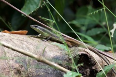 Eutropis rudis