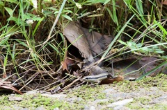 Eutropis rudis